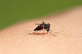 डेंगू : दिल्ली में पिछले हफ्ते डेंगू के 27 मामले, बढ़ने की आशंका
