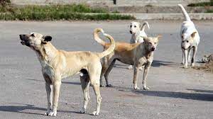 दिल्ली में पांच नए नसबंदी सेंटर खुलेंगे, आवारा कुत्तों की संख्या नियंत्रित होगी