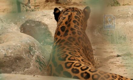 Delhi Zoo: बस होगी एक ग्लास की दूरी… दिल्ली Zoo में जगुआर को देखना होगा आसान, करीब से सेल्फी ले सकेंगे आप