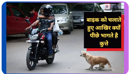 Viral News: वाहन चालक ने जानबूझकर सड़क पार कर रहे कुत्ते को कुचल दिया गुस्से में आए Dog Lovers