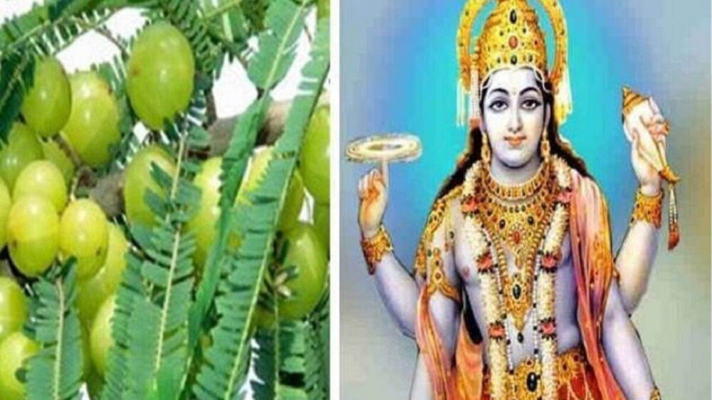 Akshay Navami 2023: 21 नवंबर, अक्षय नवमी पर श्रीहरि की पूजा करते हुए आंवले से ये खास उपाय करने से लक्ष्मी जी प्रसन्न होंगी।