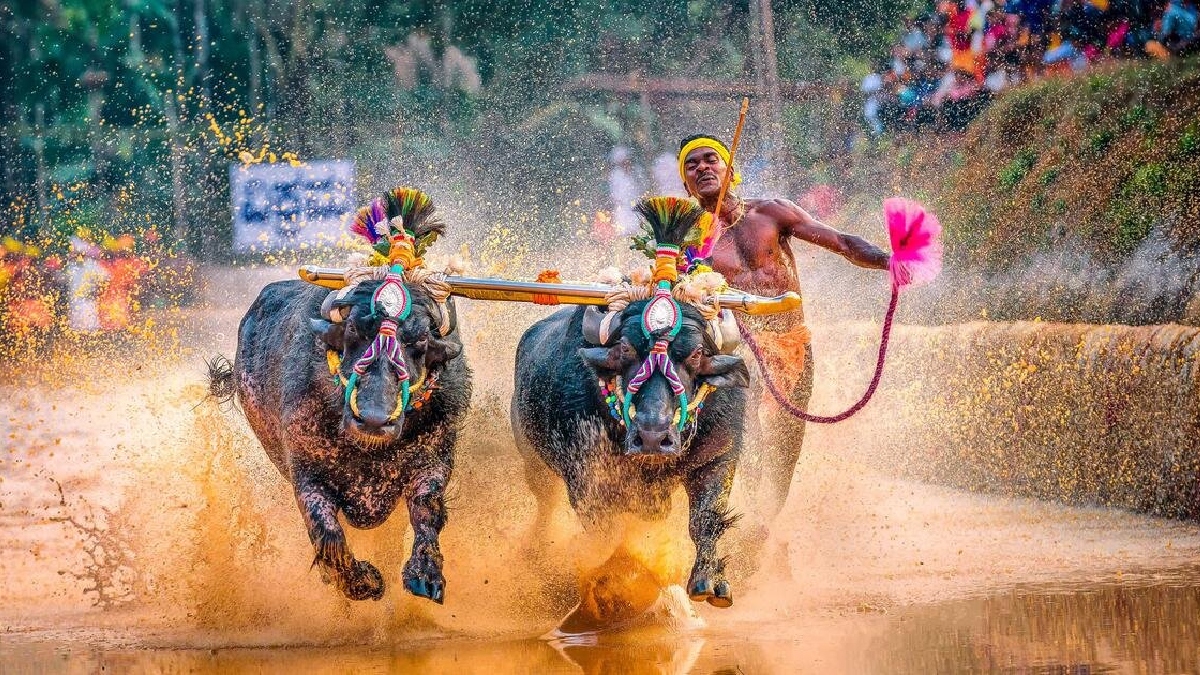 बेंगलुरु में पहली बार हुई Kambala Buffalo Race
