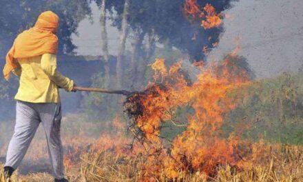 पंजाब में 1500 पराली जलाने के मामले सामने आए, संगरूर में सबसे ज्यादा Case
