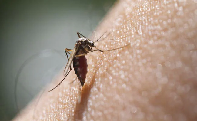 बेंगलुरु में Zika Virus का पता चला..।भविष्य में मामले बढ़ सकते हैं? जानें इसके लक्षण और बचाव कैसे करें।