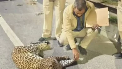 बुराड़ी-मुखमेलपुर में सड़क हादसे का शिकार हुआ Leopard, शव NH 44 पर मिला