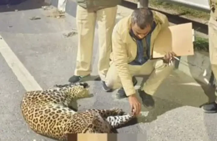 बुराड़ी-मुखमेलपुर में सड़क हादसे का शिकार हुआ Leopard, शव NH 44 पर मिला