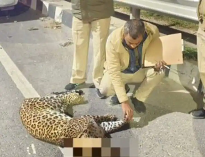 बुराड़ी-मुखमेलपुर में सड़क हादसे का शिकार हुआ Leopard, शव NH 44 पर मिला