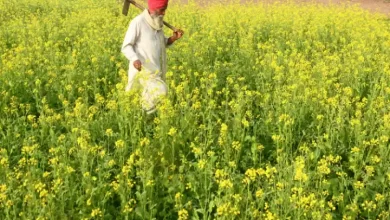 Punjab Farmers News: पंजाब के किसान देश में सबसे कर्जदार हैं, हर एक पर 2.52 लाख रुपए का बकाया है, जबकि हरियाणा दूसरे स्थान पर है।