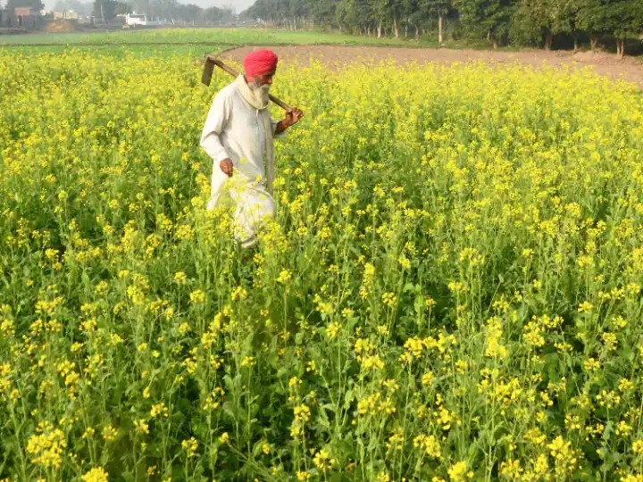 Punjab Farmers News: पंजाब के किसान देश में सबसे कर्जदार हैं, हर एक पर 2.52 लाख रुपए का बकाया है, जबकि हरियाणा दूसरे स्थान पर है।