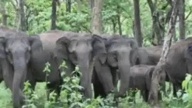 Haldwani News: 10 दिन में हल्द्वानी में जगंली जानवरों के हमले ने एक और हाथी को मार डाला