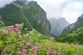 Valley of Flowers: उत्तराखंड की सुंदर फूलों की घाटी के बारे में जानिए, जो देश-विदेश से हजारों पर्यटकों को आकर्षित करती है
