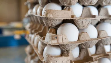 Egg Auction: 2.26 लाख रुपये का एक अंडा बेचने की वजह आपको हैरान कर देगी