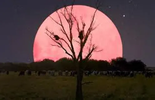Full Pink Moon 2024: चैत्र पूर्णिमा और हनुमान जयंती पर आज आसमान में दिखेगा पिंक मून, जानिए क्या है
