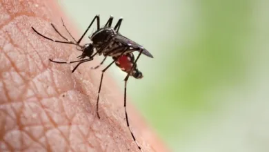 World Malaria Day 2024: मलेरिया के बारे में 7 बातें जो आप शायद ही जानते होंगे