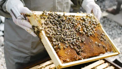 Bees Farming