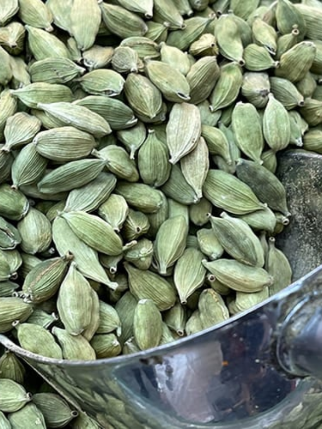 कई बड़ी बीमारियों को मात देती है ये छोटी सी इलायची