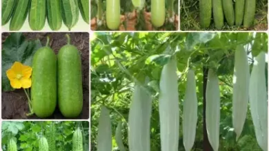 Summer Best Vegetables