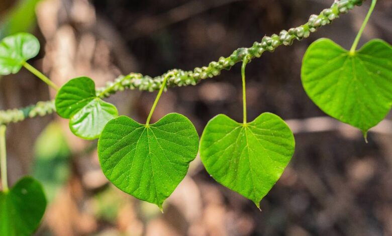 Giloy Health Benefits: गिलोय की औषधीय गुणों से भरपूर है, इसे अपनी डाइट में शामिल करने से आपको कई लाभ मिलेंगे।