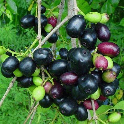 Jamun Fruit Benefits