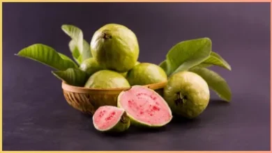 Guava Health Benefits: अमरूद के औषधीय गुणों से भरपूर लाभ, सेहत के लिए वरदान से कम नहीं है, जानें 