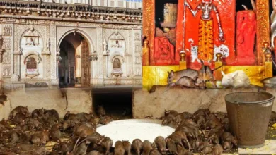 PitruRAJASTHAN Karni Mata Temple : भक्तों के लिए है वरदान, देश का एक मंदिर जहां चूहे पूजे जाते हैं! Paksha