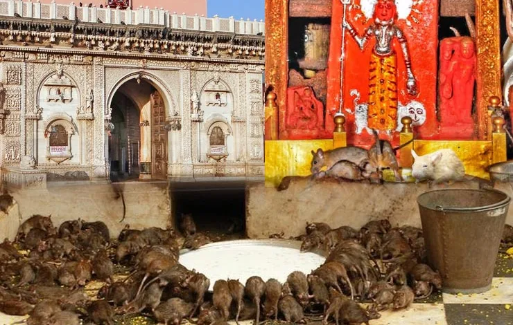 PitruRAJASTHAN Karni Mata Temple : भक्तों के लिए है वरदान, देश का एक मंदिर जहां चूहे पूजे जाते हैं! Paksha