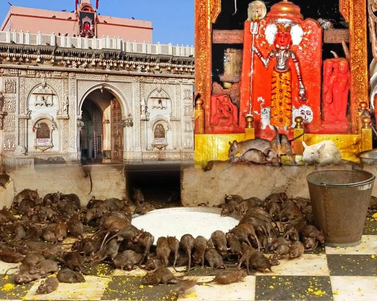 PitruRAJASTHAN Karni Mata Temple : भक्तों के लिए है वरदान, देश का एक मंदिर जहां चूहे पूजे जाते हैं! Paksha