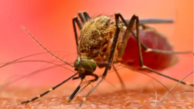 Dengue Malaria Causes: डॉक्टरों ने अलर्ट किया, चार तरह के बुखार का खतरा बढ़ रहा है; अगर बुखार दो दिन है, तो आपको ये जांच करानी चाहिए।