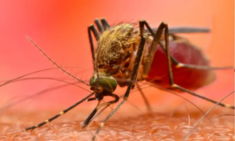 Dengue Malaria Causes: डॉक्टरों ने अलर्ट किया, चार तरह के बुखार का खतरा बढ़ रहा है; अगर बुखार दो दिन है, तो आपको ये जांच करानी चाहिए।