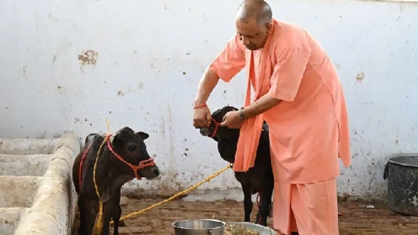 CM Yogi ने गोरखनाथ मंदिर में एक दुर्लभ नस्ल की पुंगनूर गाय को दुलार कर खिलाया गुड़