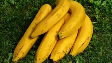 Health Benefits Of Banana: सेहत के लिए वरदान साबित होगा केला, इस तरह से केला अपनी डाइट में शामिल करें, यह बीमारियां दूर करेगा