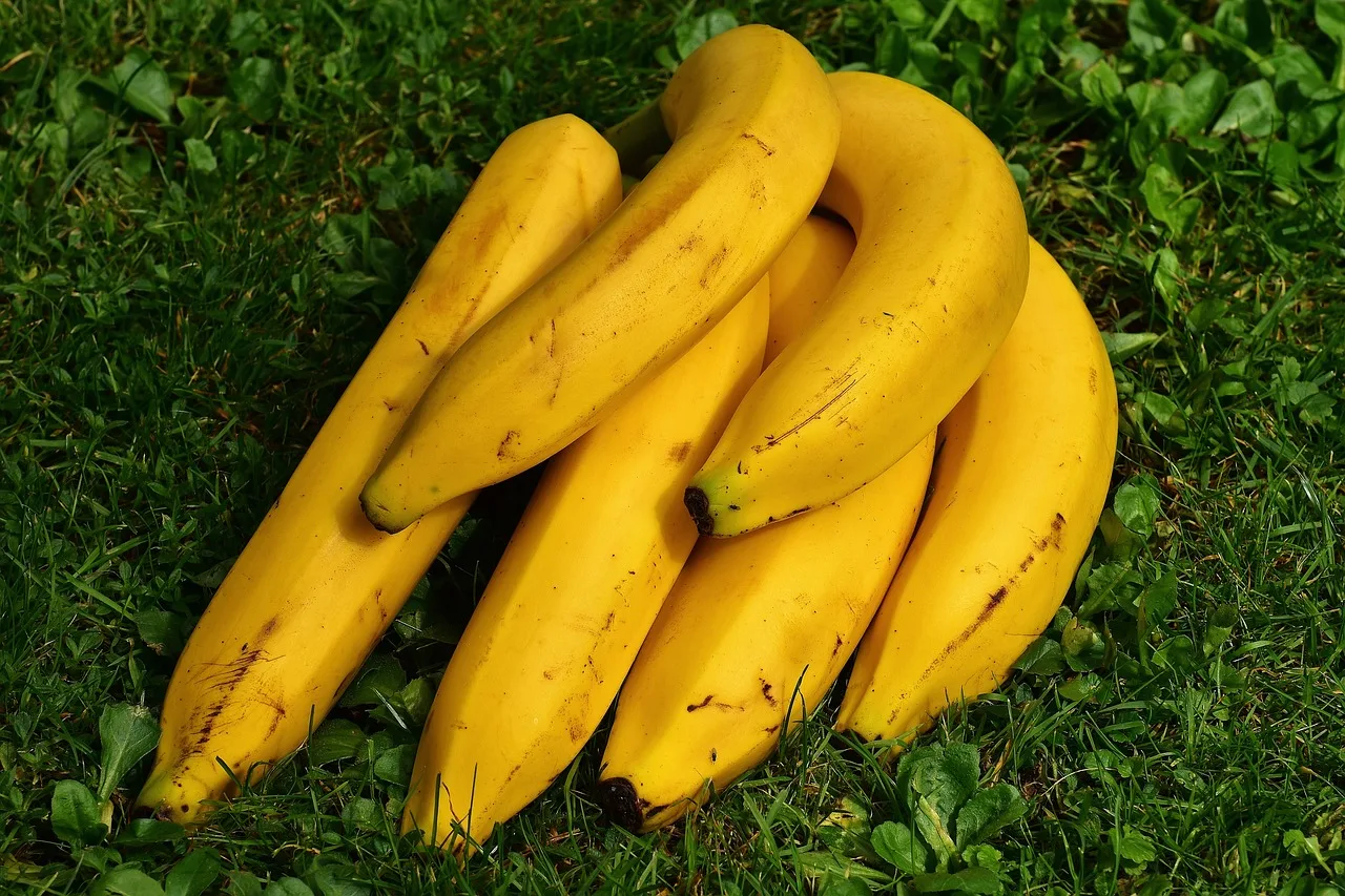 Health Benefits Of Banana: सेहत के लिए वरदान साबित होगा केला, इस तरह से केला अपनी डाइट में शामिल करें, यह बीमारियां दूर करेगा