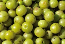 Gooseberry Benefits: आंवला रोज सिर्फ 1 खाने से बीमारियां हमेशा दूर रहेंगी, बुढ़ापे तक शरीर को जवान बनाए रखता है