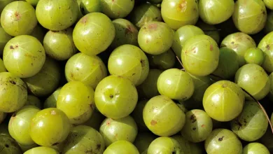 Gooseberry Benefits: आंवला रोज सिर्फ 1 खाने से बीमारियां हमेशा दूर रहेंगी, बुढ़ापे तक शरीर को जवान बनाए रखता है