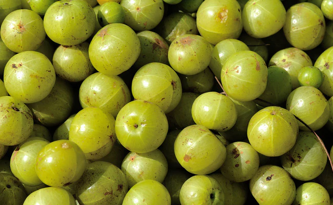 Gooseberry Benefits: आंवला रोज सिर्फ 1 खाने से बीमारियां हमेशा दूर रहेंगी, बुढ़ापे तक शरीर को जवान बनाए रखता है