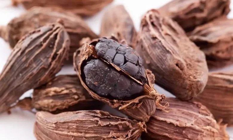 Black Cardamom Benefits: बड़ी इलायची का सेवन इन बीमारियों और संक्रमणों से बचाता है, जानिए कैसे