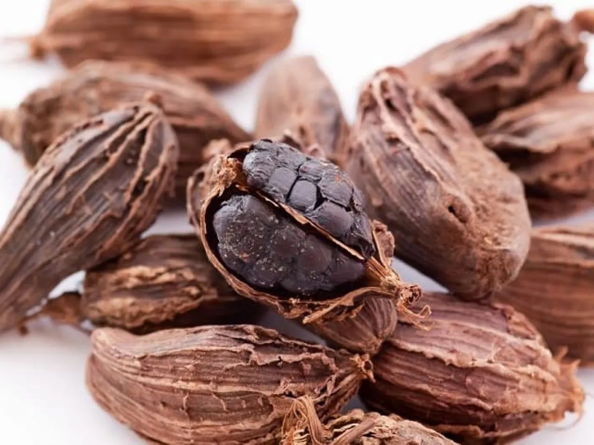 Black Cardamom Benefits: बड़ी इलायची का सेवन इन बीमारियों और संक्रमणों से बचाता है, जानिए कैसे
