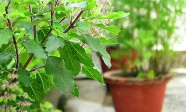 Shami and Tulsi plant: क्या शमी और तुलसी का पौधा एक साथ रख सकते हैं? जानें ज्योतिषशास्त्र क्या कहता है