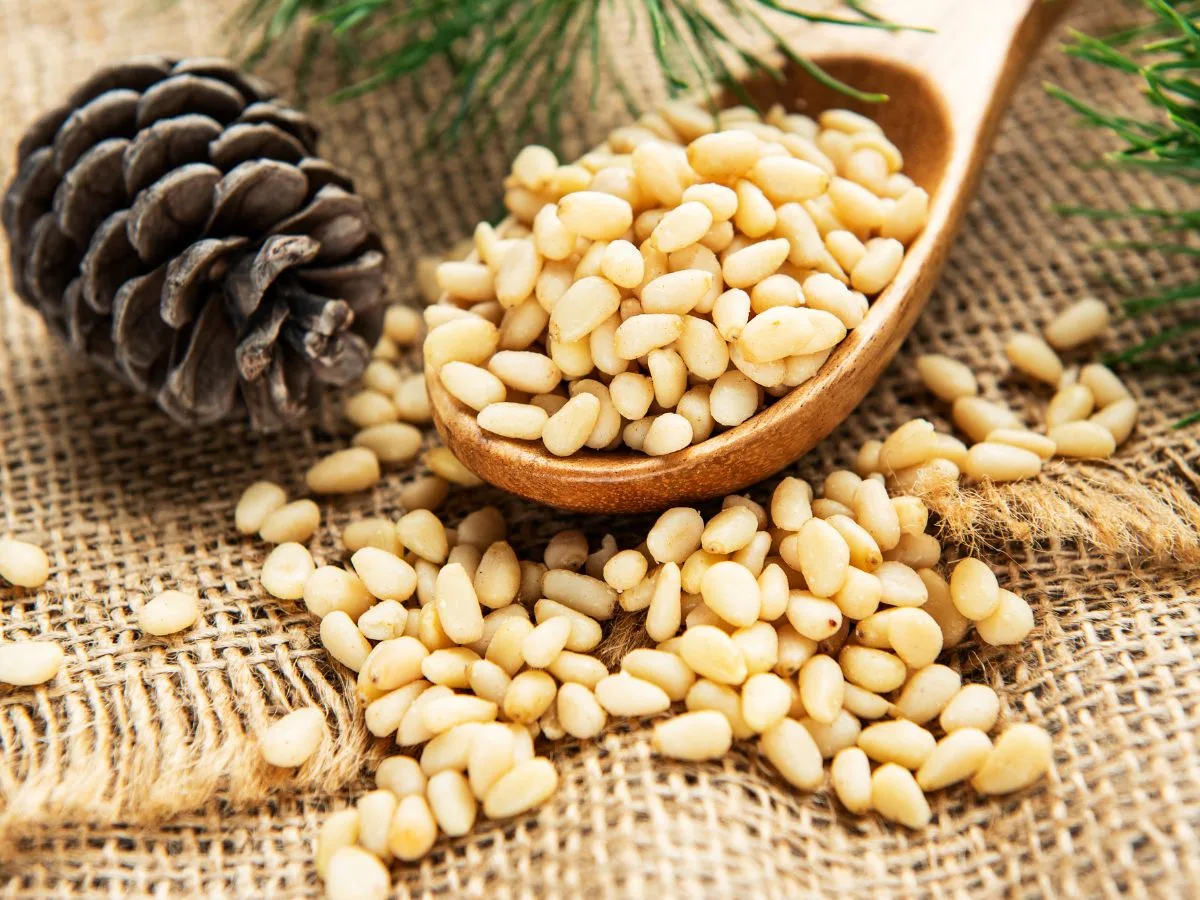 Pine Nuts Health Benefits: ये सस्ता, आयरन से भरपूर ड्राई फ्रूट आपके शरीर में खून की कमी को दूर करेगा