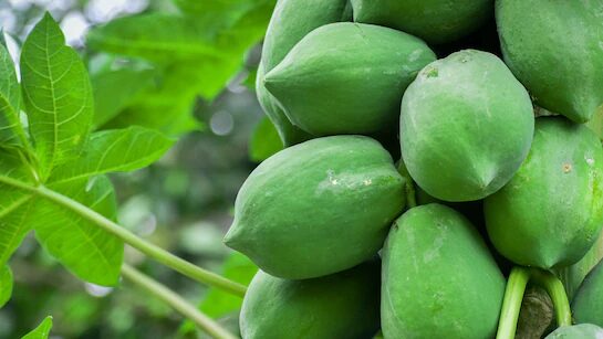 Raw Papaya Health Benefits: जोड़ों का दर्द बढ़ने लगा है तो ये कच्चे फल खाएं, हड्डियों को मजबूत बनाए 