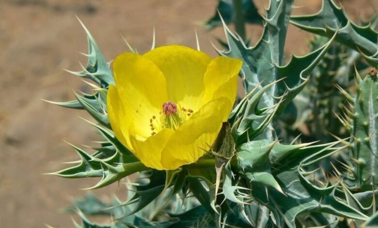 Health Tips: सत्यानाशी नामक कटीला पौधा कई बीमारियों को दूर कर सकता है, जानिए कब और कैसे इस्तेमाल करें।