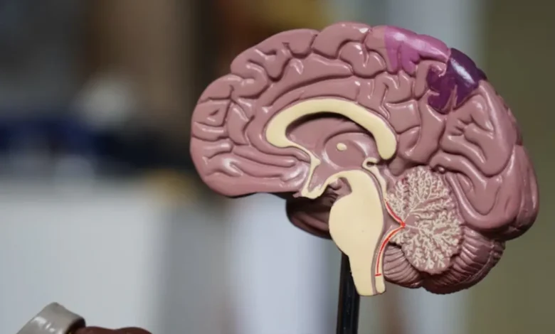 Health News: पांच मिनट 3 Mental Exercises करने से बंद दिमाग के ताले खुल जाएंगे, ब्रेन AI की तरह काम करने लगेगा 1 Health News: पांच मिनट 3 Mental Exercises करने से बंद दिमाग के ताले खुल जाएंगे, ब्रेन AI की तरह काम करने लगेगा