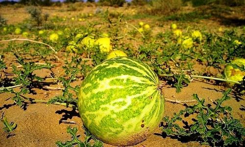 Ayurvedic Medicine For Diabetes: ये फल बिना बोए ही उगते हैं, डायबिटीज की आयुर्वेदिक दवा में काम आते हैं, जानिए कैसे इस्तेमाल करें? 1 Ayurvedic Medicine For Diabetes: ये फल बिना बोए ही उगते हैं, डायबिटीज की आयुर्वेदिक दवा में काम आते हैं, जानिए कैसे इस्तेमाल करें?