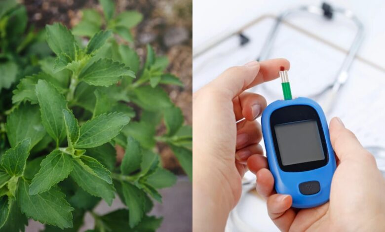 Stevia In Diabetes: डायबिटीज घर में ये पौधे आसानी से लगा सकते हैं क्योंकि ये पत्ते शुगर को 1 घंटे के भीतर कम कर देते हैं