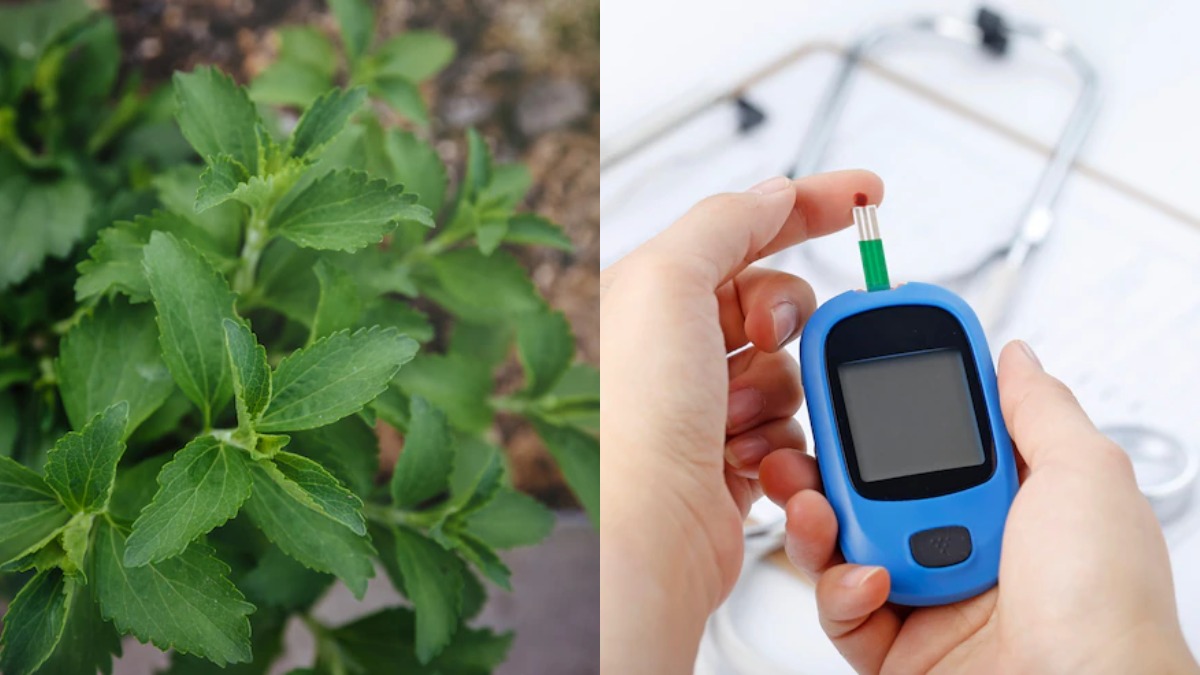 Stevia In Diabetes: डायबिटीज घर में ये पौधे आसानी से लगा सकते हैं क्योंकि ये पत्ते शुगर को 1 घंटे के भीतर कम कर देते हैं