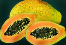 Papaya Side Effects: क्या कुछ लोगों के लिए पपीता घातक हो सकता है? यह फल खाने के दुष्प्रभावों को जानें