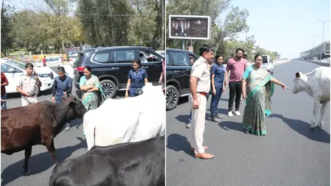 गायों ने CM Rekha Gupta का रास्ता रोक दिया! इन पर एक दिन पहले बजट में घोषणा की गई थी 1 गायों ने CM Rekha Gupta का रास्ता रोक दिया! इन पर एक दिन पहले बजट में घोषणा की गई थी