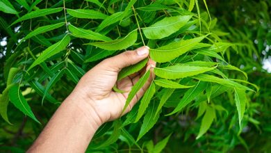 Neem Leaves For Uric Acid: यूरिक एसिड को नियंत्रित करने के लिए नीम की पत्तियों का इस्तेमाल करें
