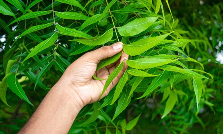 Neem Leaves For Uric Acid: यूरिक एसिड को नियंत्रित करने के लिए नीम की पत्तियों का इस्तेमाल करें 1 Neem Leaves For Uric Acid: यूरिक एसिड को नियंत्रित करने के लिए नीम की पत्तियों का इस्तेमाल करें