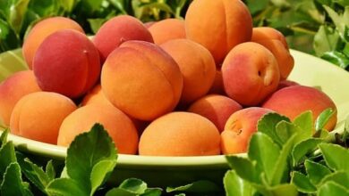 Peaches Health Benefits: गर्मियों में जरूर खाएं पोषक तत्वों से भरपूर आड़ू, दूर हो जाएंगी ये बीमारियां